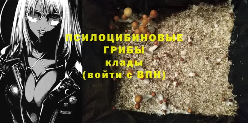 Псилоцибиновые грибы Cubensis  kraken онион  Киреевск 